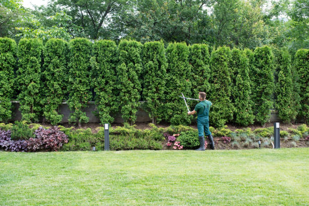 Professional Tree Services in Newton, NJ